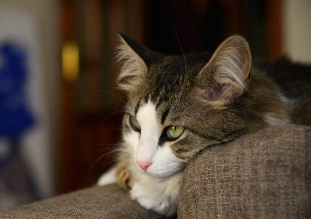 I saw this cat when I was on my summer trip to tunisia and I had a photo while I handshake her