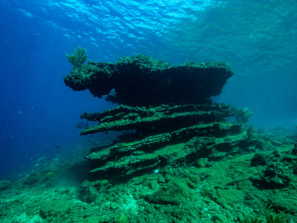 istock Under the waters of the Bay 1291084375
