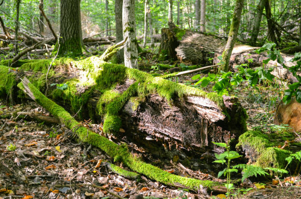 Old moss wrapped old tree lying In deciduous stand. Broken tree trunk on the ground. Fallen tree in forest. Space for text.
