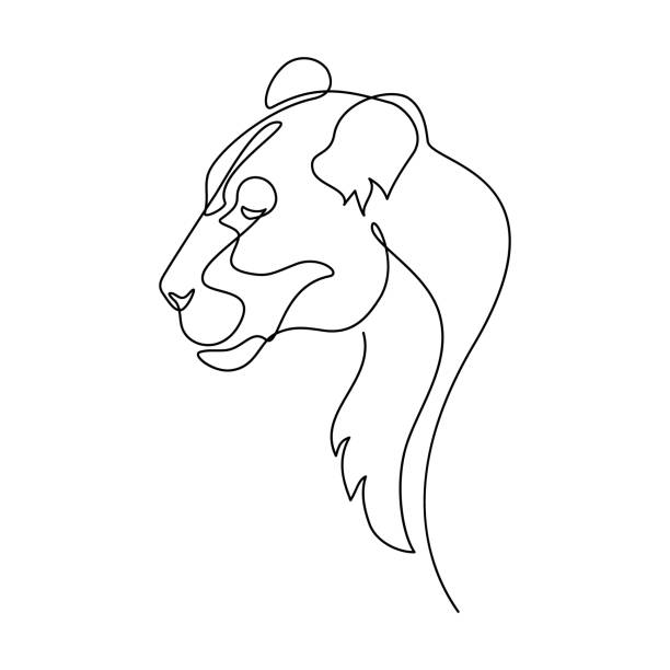 Lioness portrait Lion portrait in continuous line art drawing style. Lioness profile minimalist black linear sketch isolated on white background. Vector illustration lioness stock illustrations