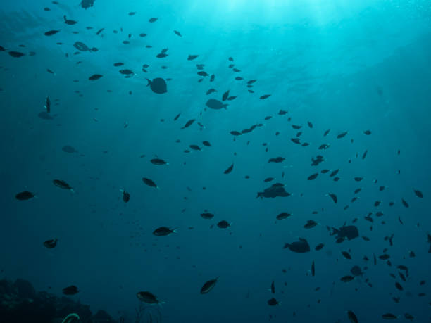 istock Under the waters of the Bay 1291084720
