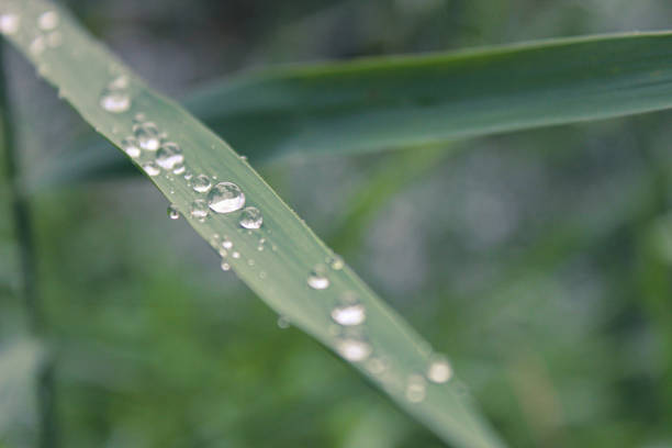 istock Water drops on grass leaves in selective focus 1291084842