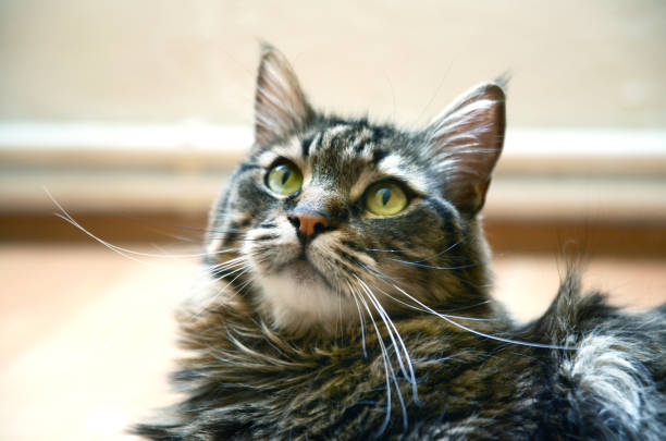 istock Portrait of beautiful tabby cat 1291084924