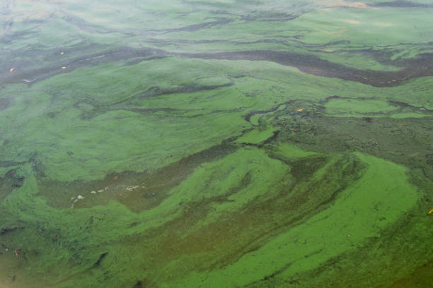 istock Green water polluted with blue-green algae Cyanobacteria. 1291085827