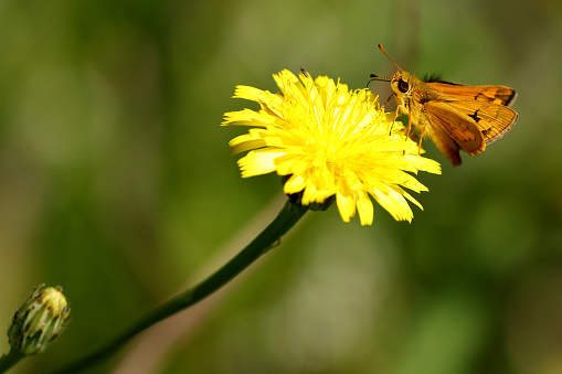 Skipper Butterfly feeding on the nectar of a Dandylion flower