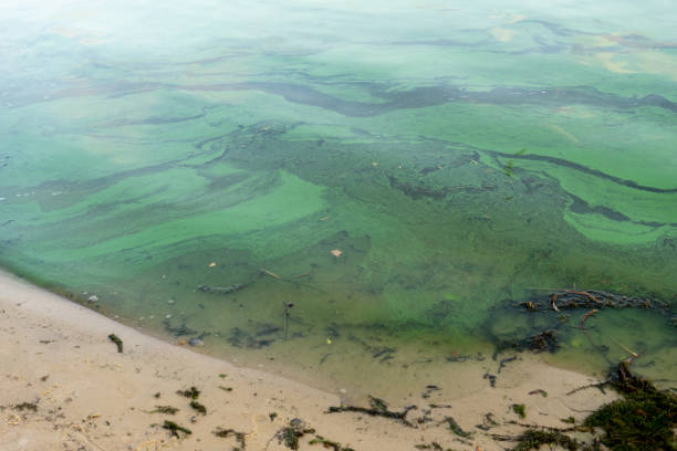istock Green water polluted with blue-green algae Cyanobacteria. 1291085880