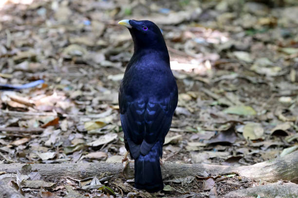 istock Male Satin Bowerbird 1291085884