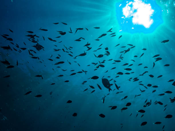 istock Under the waters of the Bay 1291088540
