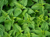 A bed of common aka stinging nettles, Urtica dioica.