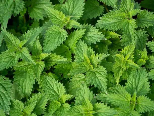 A bed of common aka stinging nettles seen from above, Urtica dioica.