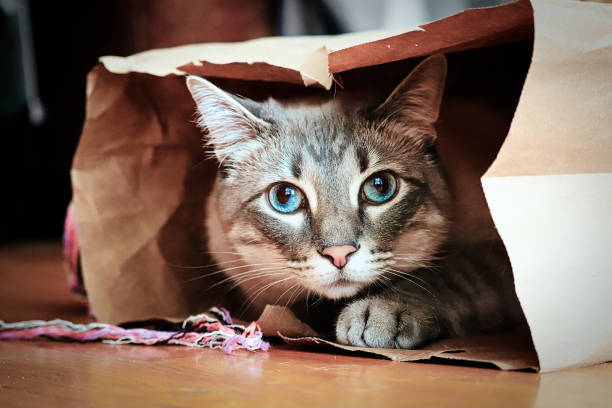 istock An alert tabby cat looking out of a hiding spot 1291089493