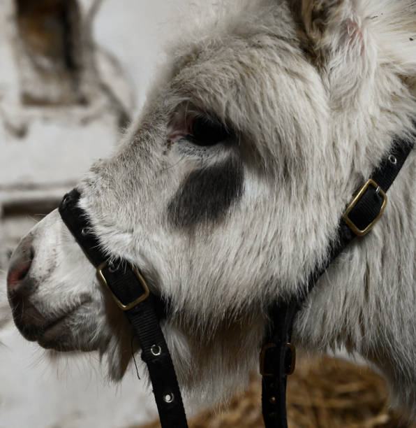 Closeup shot of two donkeys on a farm