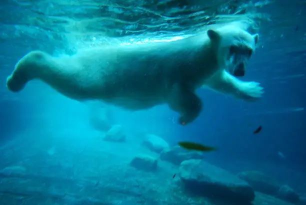Photo of Underwater polar bear