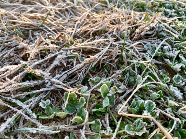 istock Frosty Winter Garden Close Up 1291090590
