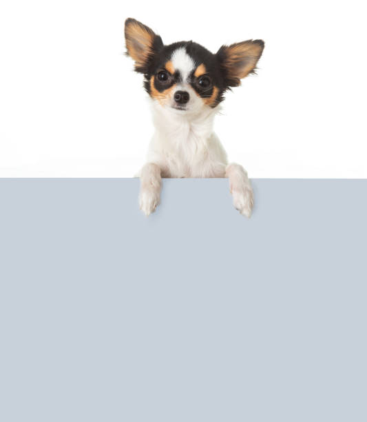 istock Chihuahua with a sign to write a message 1291094866