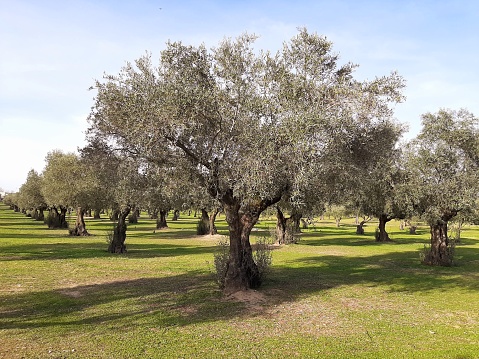 Olive trees in spring, orchard on island Krk on sunny day. Kvarner region of Croatia