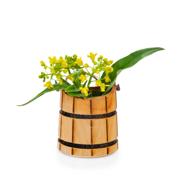 Bittercress (Barbarea vulgaris), know as herb barbara, rocketcress, winter rocket. Flowers with leaves in a wooden vase isolated on a white background.