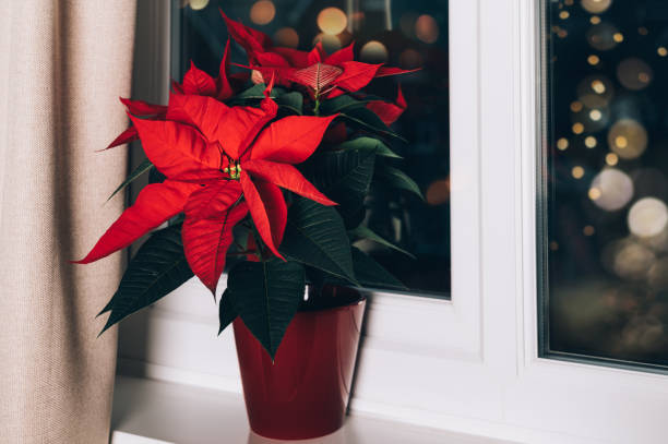 istock Christmas Poinsettia in ceramic pot 1291101586