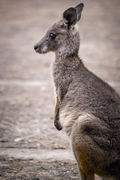 istock Grey Kangaroo joey close up 1291103727