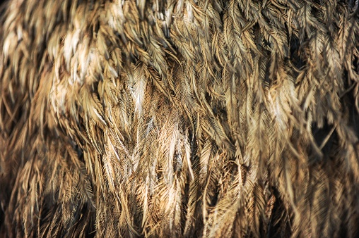 Feathers of ostrich full frame