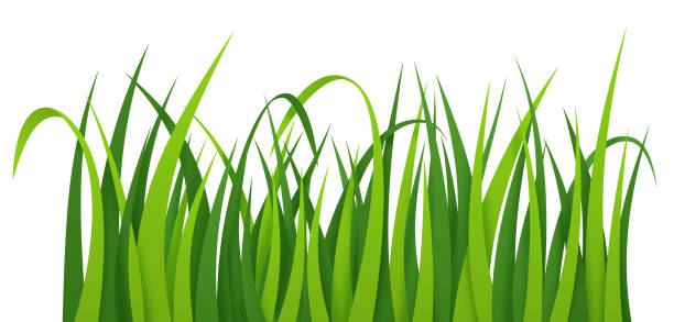 Grass Grass or weeds or lawn growing overlapping blades of grass plants. weeding stock illustrations