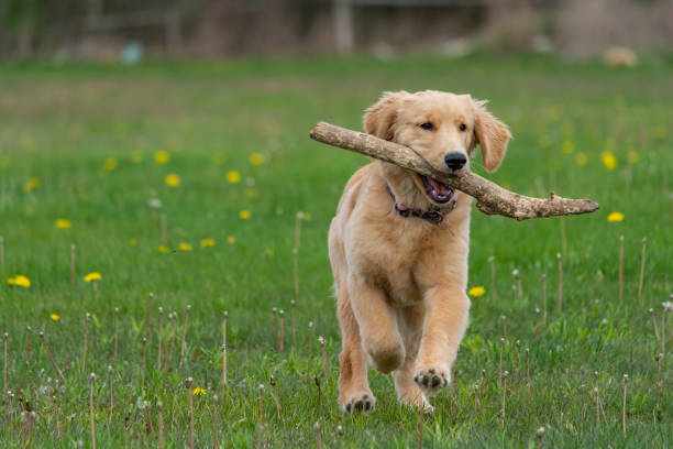 istock Golden Retriever Puppy with Stick 1291107038