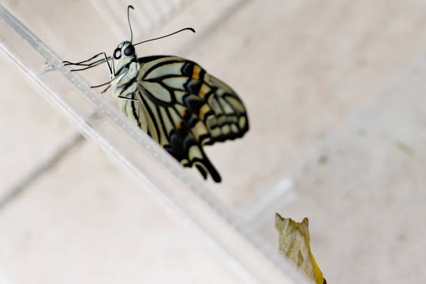 Swallowtail butterfly just after emergence Swallowtail butterfly just after emergence asian swallowtail butterfly photos stock pictures, royalty-free photos & images