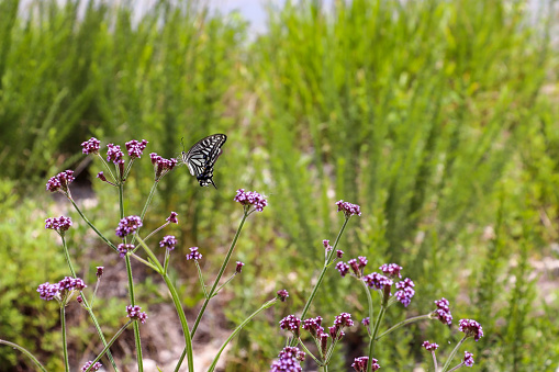 Swallowtail butterfly sucking flower nectar in the field