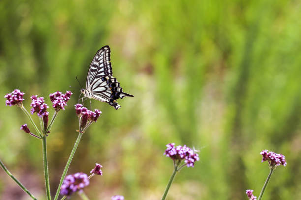 istock Swallowtail butterfly sucking flower nectar 1291110045