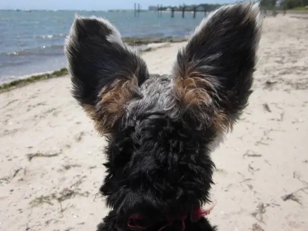 Photo of Yorkshire Terrier looking out at sea