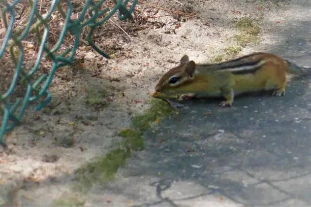 Photo of Chipmunk looking for a snack