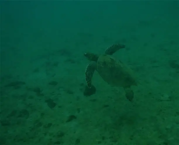 Photo of Turtle swimming up for air