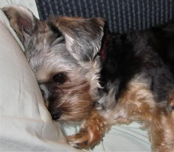 Photo of Sleeping Yorkshire Terrier is awoken