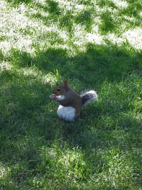 Photo of Squirrel nibbling on a snack