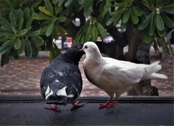 Photo of Pigeons share a kiss