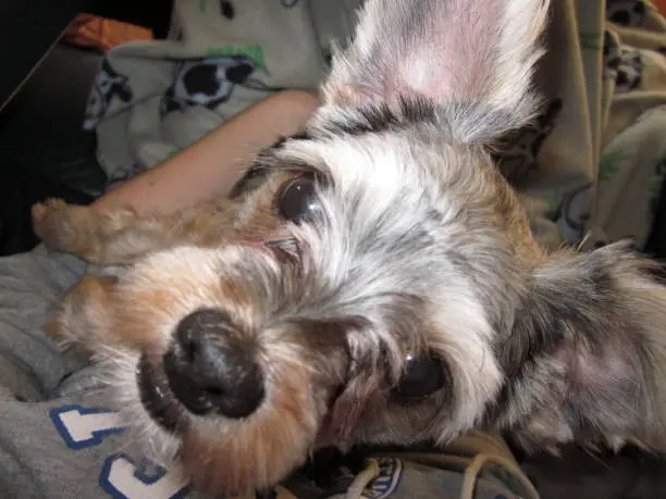 Photo of Yorkshire Terrier staring at the camera