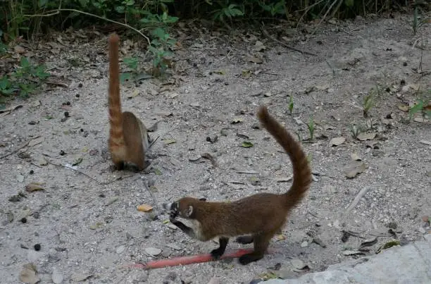 Photo of Spider monkeys eating scraps