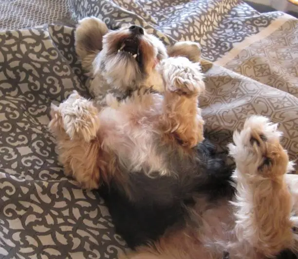 Photo of Yorkshire Terrier fooling around