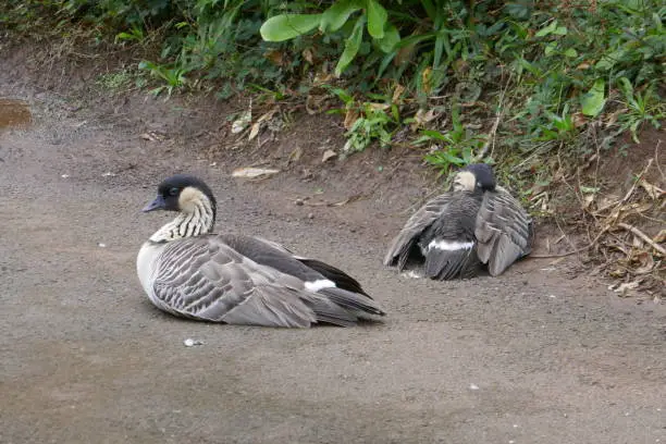 Photo of Wild Nene Geese