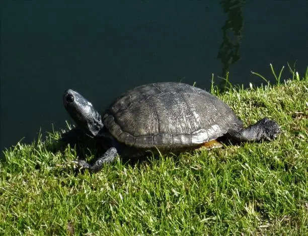 Photo of Turtle in the sun