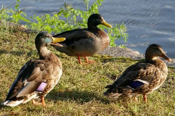 Photo of Family of ducks by the river