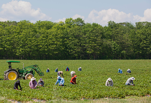 Île d'Orléans, Quebec, Canada - July 10, 2020: Migrant Mexican workers on six month visas working in strawberry field.