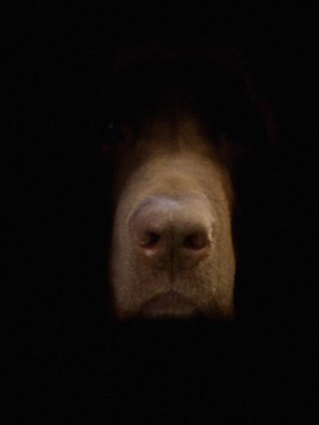 istock Nose of dog 1291113950