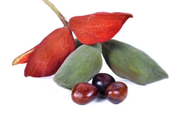 istock sweet chestnuts (Sterculia monosperma) on white background 1291117615