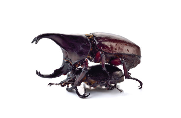 istock Beetle,Rhinoceros beetle, Rhino beetle, Hercules beetle, Unicorn beetle, (Dynastinae) 1291118177