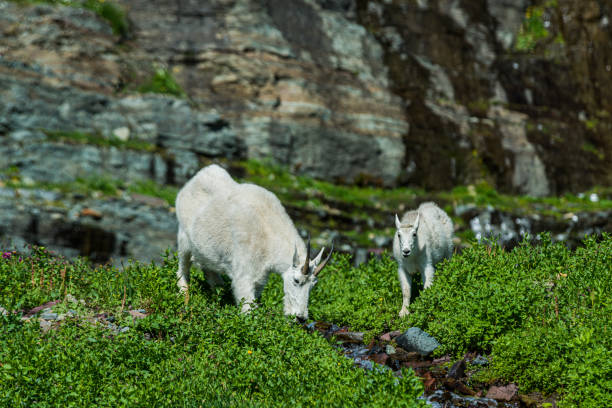istock Two Mountain Goats Grazing by a Streaml 1291118299