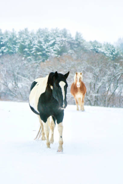 Horse runs gallop on the winter field