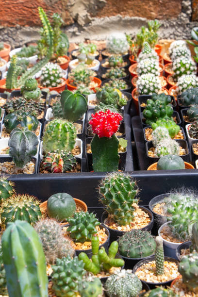 istock many kinds of cactus in vase 1291119294