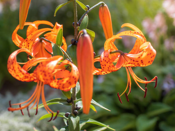 istock orange lily on a summer day. 1291119982