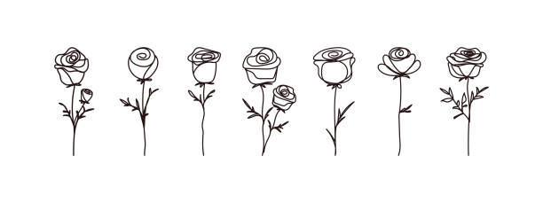 Rose. Set of scribble flowers outline. Collection of black line art of floral roses isolated on white background. Love icon symbol. Sketch style. Elements for Valentine, Wedding. Vector illustration. Rose. Set of scribble flowers outline. Collection of black line art of floral roses isolated on white background. Love icon symbol. Sketch style. Elements for Valentine, Wedding. Vector illustration. black and white rose stock illustrations